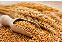 Wheat